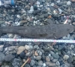 仁淀川河口サーフ春野 ライトショアジギング