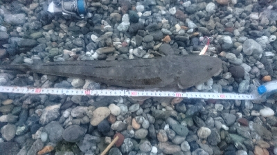 仁淀川河口サーフ春野 ライトショアジギング