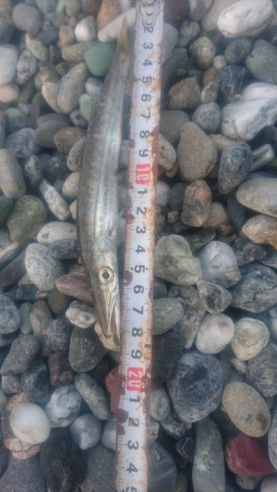 仁淀川河口周辺サーフ カマス