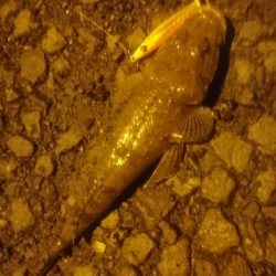 春野漁港 ライトショアジギング