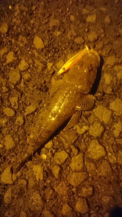 春野漁港 ライトショアジギング