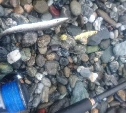 仁淀川河口周辺サーフ ライトショアジギング