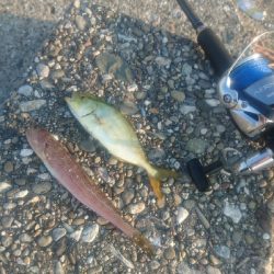 桂浜周辺サーフ ショアジギング