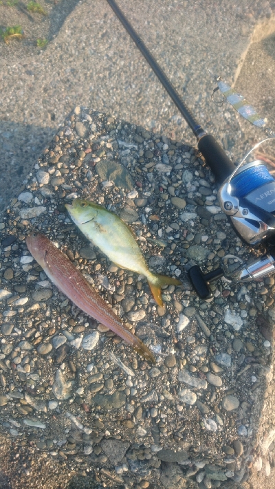 桂浜周辺サーフ ショアジギング