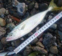 仁淀川河口周辺サーフ ライトショアジギング