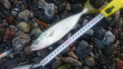 仁淀川河口周辺サーフ ライトショアジギング