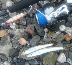 仁淀川河口周辺サーフライトショアジギング