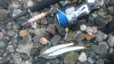 仁淀川河口周辺サーフライトショアジギング