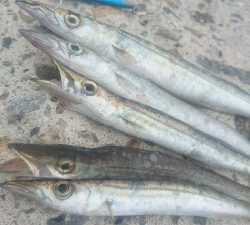 仁淀川河口周辺サーフライトショアジギング