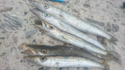 仁淀川河口周辺サーフライトショアジギング