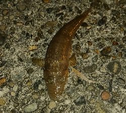 渋かった。ライトゲーム。