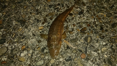 渋かった。ライトゲーム。