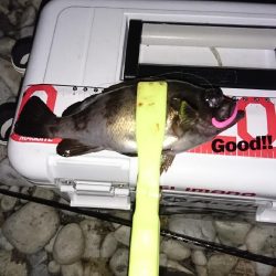 まだまだメバル!