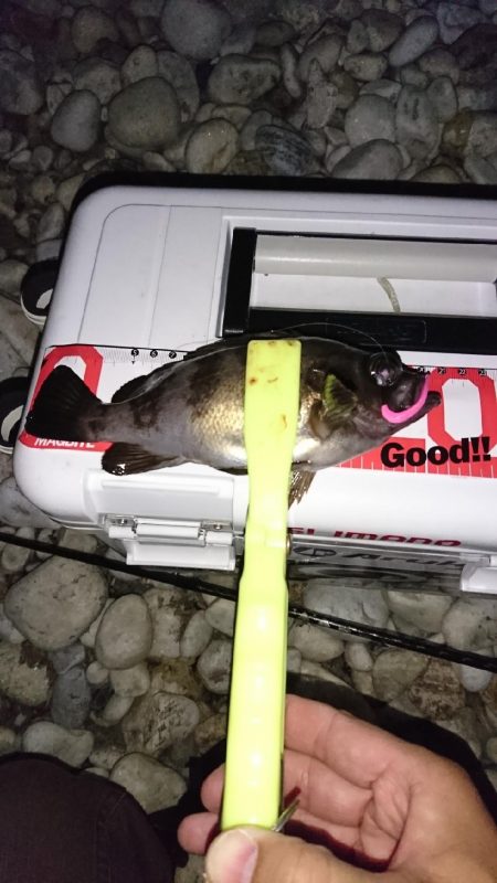 まだまだメバル！