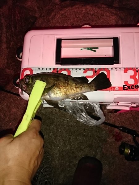 梅雨？メバル。