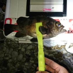 ナイスなメバル!