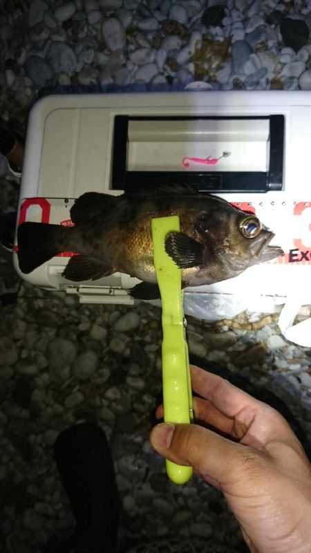 ナイスなメバル！