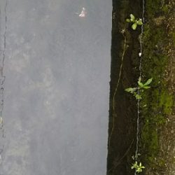 数は少ないけど