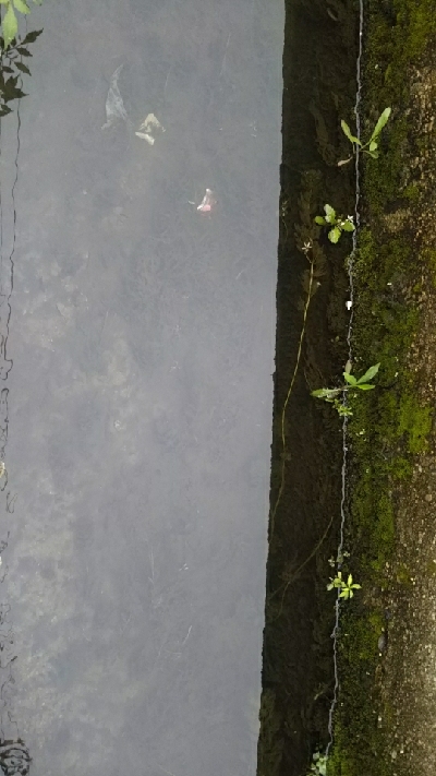 数は少ないけど