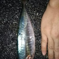 メバリングのはずが…