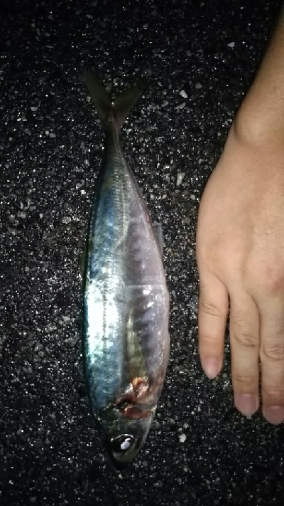 メバリングのはずが…