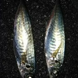 今日は、アジング（笑