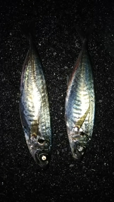 今日は、アジング（笑