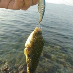 ひさびさの釣果