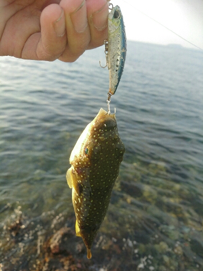 ひさびさの釣果