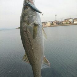 今日の釣果