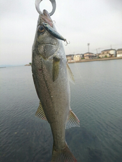 今日の釣果