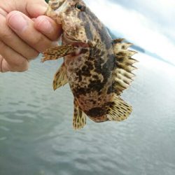 今日の釣果