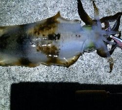 ジアイ短っ、、、