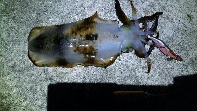 ジアイ短っ、、、