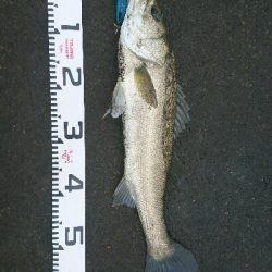 台風前の朝マズメトップゲーム