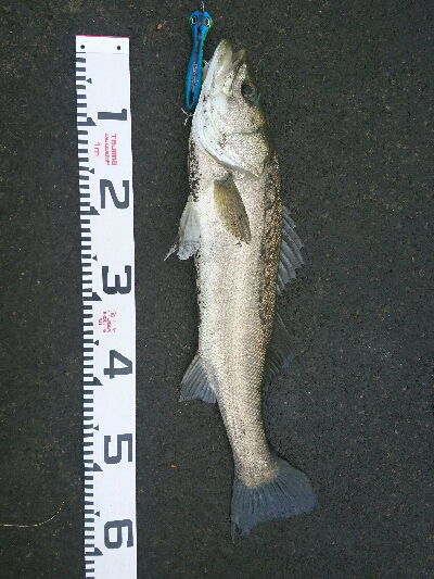 台風前の朝マズメトップゲーム