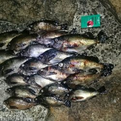 デカメバル、プラッキング