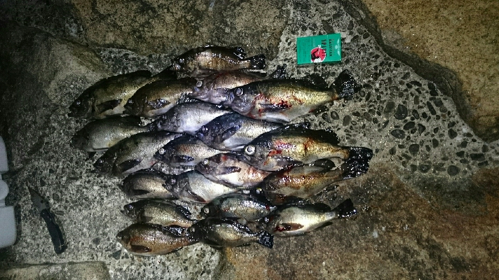 デカメバル、プラッキング