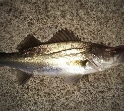 一時間の夜遊び