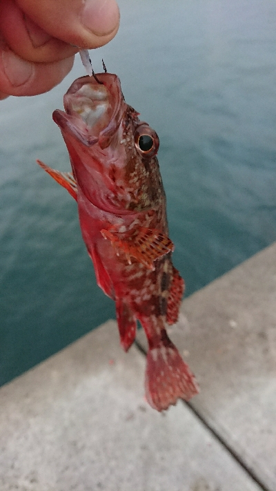 釣り部  釣行記  17