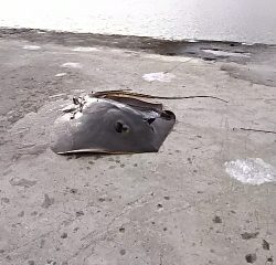 ジグでアカエイ14,15