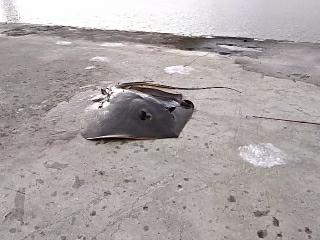 ジグでアカエイ14,15