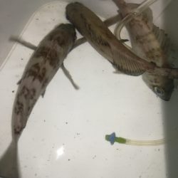 二見メバリング！