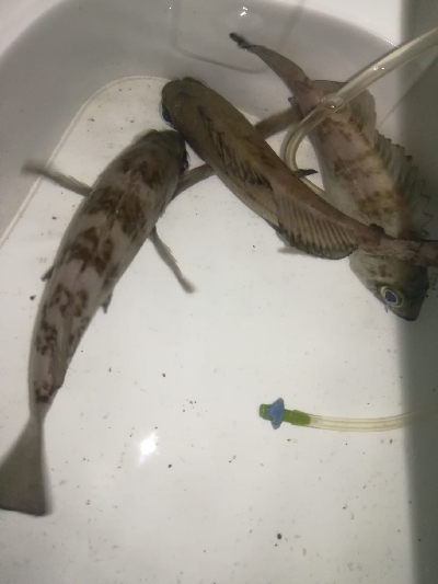 二見メバリング！