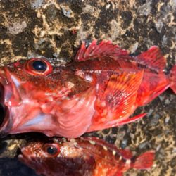 青物渋い、根魚も渋かった（ ;  ; ）