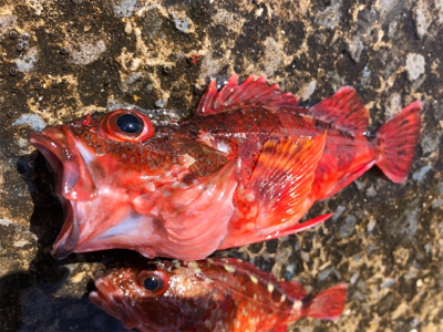 青物渋い、根魚も渋かった（ ;  ; ）