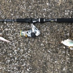 ちょい投げキス釣り