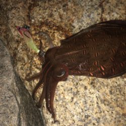 サーフエギング