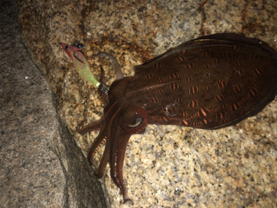 サーフエギング