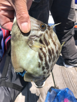 さかむらいかだで筏釣り